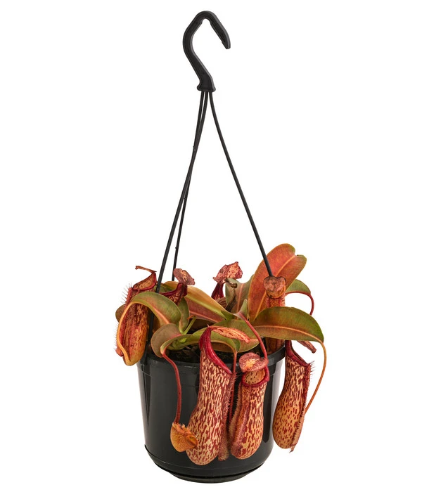 Kannenpflanze - Nepenthes 'Miranda' 1 Kannenpflanze - Nepenthes 'Miranda'
