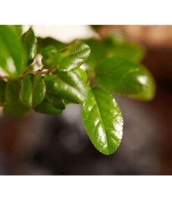 Bonsai Mit Buddha, Verschiedene Sorten -Gardena Verkäufe 8686644 PR DE 002 BonsaiMixMitSchaleUndBuddha15erSchaleDehnerExpressZS