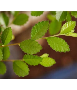 Bonsai Mit Buddha, Verschiedene Sorten -Gardena Verkäufe 8686644 PR DE 003 BonsaiMixMitSchaleUndBuddha15erSchaleDehnerExpressZS