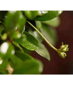 Bonsai Mit Buddha, Verschiedene Sorten -Gardena Verkäufe 8686644 PR DE 004 BonsaiMixMitSchaleUndBuddha15erSchaleDehnerExpressZS