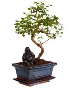 Bonsai Mit Buddha, Verschiedene Sorten -Gardena Verkäufe 8686644 PR FS 002 BonsaiMixMitSchaleUndBuddha15erSchaleDehnerExpressZS