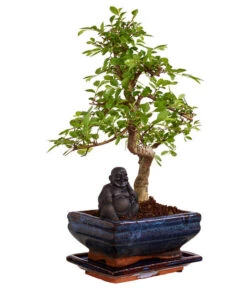 Bonsai Mit Buddha, Verschiedene Sorten -Gardena Verkäufe 8686644 PR FS 003 BonsaiMixMitSchaleUndBuddha15erSchaleDehnerExpressZS