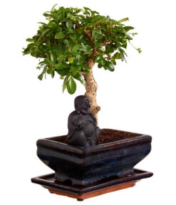 Bonsai Mit Buddha, Verschiedene Sorten -Gardena Verkäufe 8686644 PR FS 004 BonsaiMixMitSchaleUndBuddha15erSchaleDehnerExpressZS