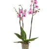 Schmetterlingsorchidee - Phalaenopsis Cultivars