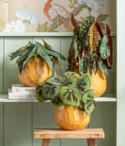 Polka-Dot Begonie - Begonia Maculata -Gardena Verkäufe 8698805 8651291 WE MO 001 Begonia