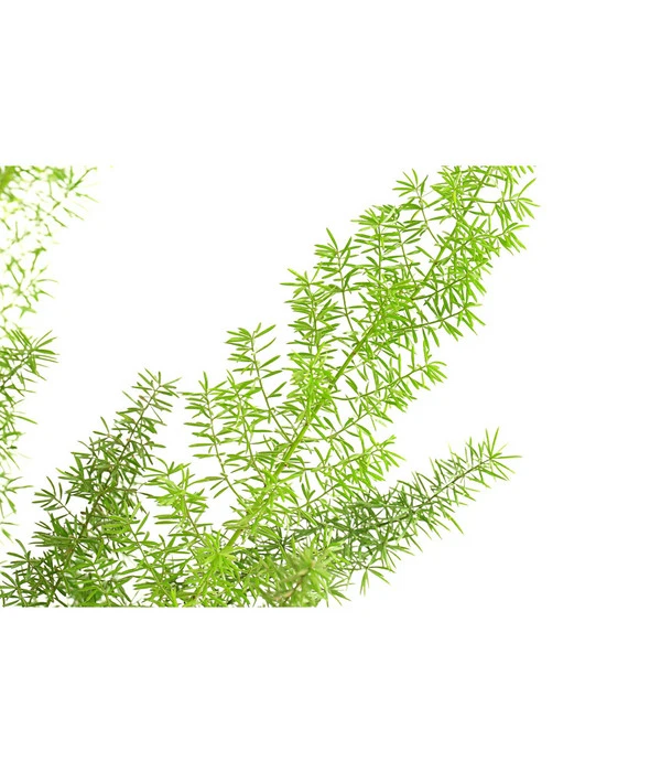 Fuchsschwanzspargel - Asparagus Densiflorus 'Meyeri' 2 Fuchsschwanzspargel - Asparagus Densiflorus 'Meyeri' – Bild 2