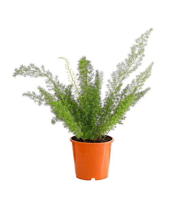 Fuchsschwanzspargel - Asparagus Densiflorus 'Meyeri' 1 Fuchsschwanzspargel - Asparagus Densiflorus 'Meyeri'