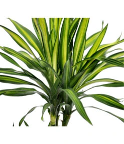 Drachenbaum - Dracaena Fragrans 'Rikki' -Gardena Verkäufe 8703340 BildD 001 DrachenbaumRikkiDracDereRikki3T