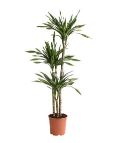 Drachenbaum - Dracaena Fragrans 'Rikki'