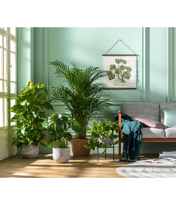 Goldfruchtpalme - Dypsis Lutescens 5 Goldfruchtpalme - Dypsis Lutescens – Bild 5