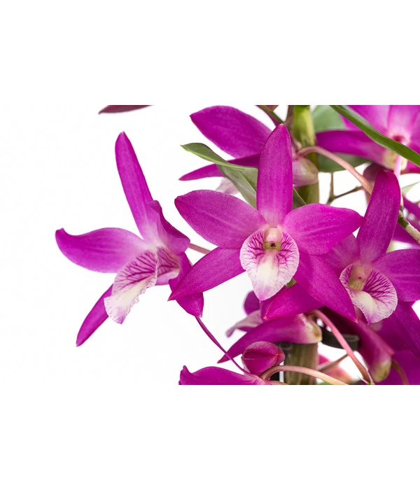 Traubenorchidee - Dendrobium 'Rainbow Dance' 2 Traubenorchidee - Dendrobium 'Rainbow Dance' – Bild 2