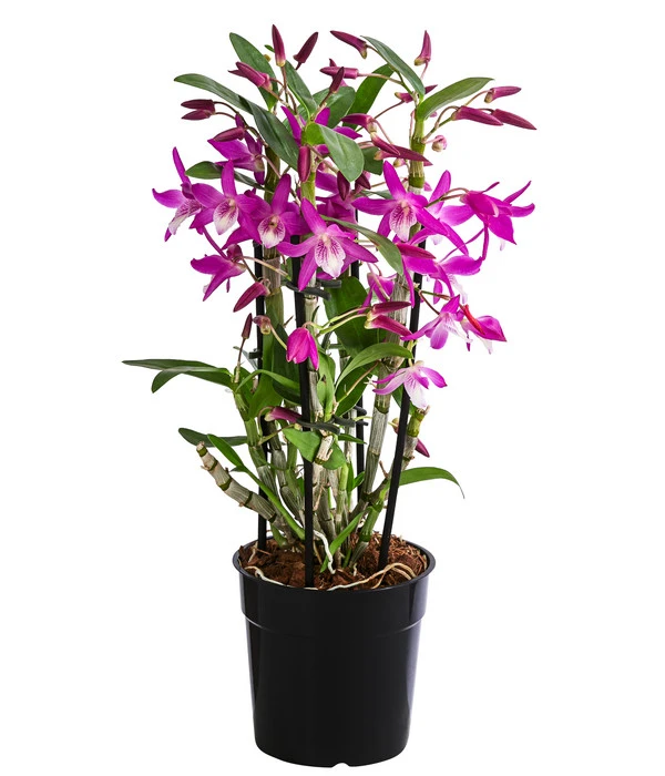 Traubenorchidee - Dendrobium 'Rainbow Dance' 1 Traubenorchidee - Dendrobium 'Rainbow Dance'