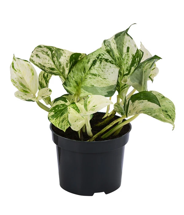 Efeutute - Epipremnum Pinnatum 'Happy Leaf' 1 Efeutute - Epipremnum Pinnatum 'Happy Leaf'