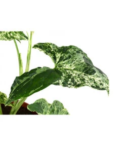 Purpurtute - Syngonium Podophyllum 'Mottled' -Gardena Verkäufe 8731432 WE DE 001 PurpurtuteSyngoniumMottledT12