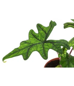 Pfeilblatt - Alocasia 'Jacklyn' -Gardena Verkäufe 8732760 WE DE 001 PfeilblattJacklynT14