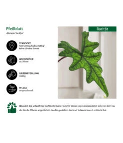 Pfeilblatt - Alocasia 'Jacklyn' -Gardena Verkäufe 8732760 WE IG 001 AlocasiaJacklyn