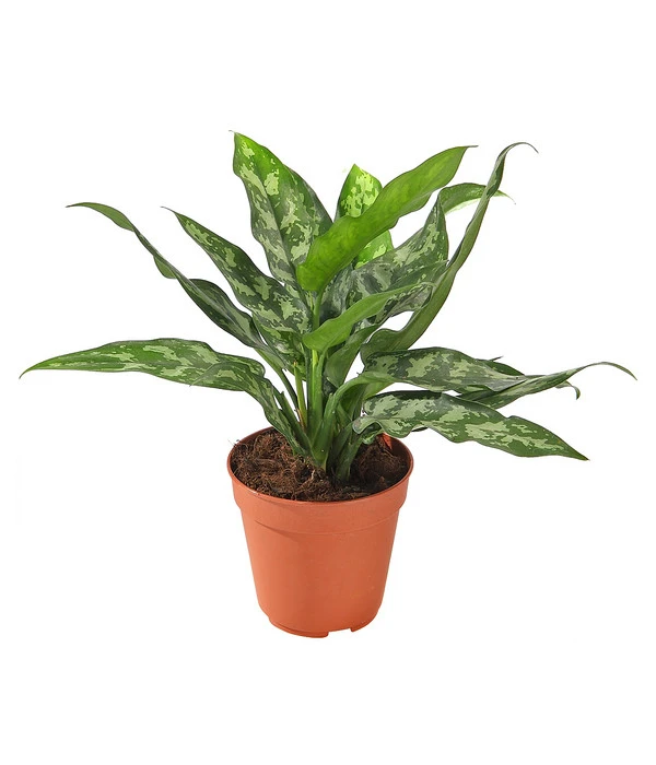 Kolbenfaden - Aglaonema 1 Kolbenfaden - Aglaonema