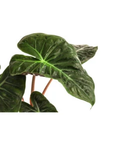 Pfeilblatt - Alocasia Baginda 'Pink Dragon' -Gardena Verkäufe 8742082 WE DE 001 AlocasiaPinkDragonT11