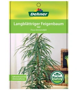 Langblättriger Feigenbaum - Ficus Binnendijkii 'Alii' 6 Langblättriger Feigenbaum - Ficus Binnendijkii 'Alii' -Gardena Verkäufe 8754525 LangblaettrigeFeigeAliiEtikett1
