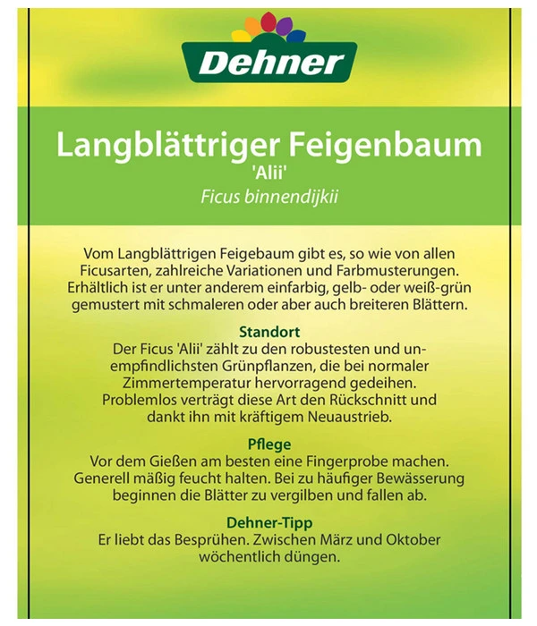 Langblättriger Feigenbaum - Ficus Binnendijkii 'Alii' 4 Langblättriger Feigenbaum - Ficus Binnendijkii 'Alii' – Bild 4