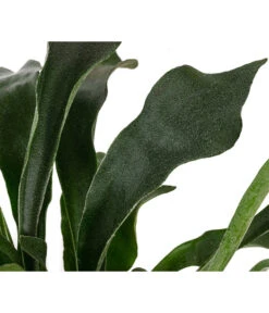 Geweihfarn - Platycerium Bifurcatum -Gardena Verkäufe 8764888 WE DE 002 PlatyceriumBifurcatumT12