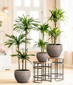 Drachenbaum - Dracaena Fragrans 'Rikki' -Gardena Verkäufe 8775108 8511545 WE MO 001 DracaenaDeremensisRikki Lana