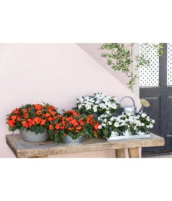 Blechgießkanne Für Den Garten -Gardena Verkäufe 8814634 WE MO 001 ImpatiensT12