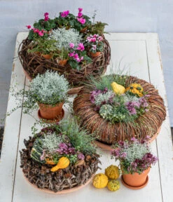 Midi Alpenveilchen, Verschiedene Sorten -Gardena Verkäufe 8815763 6273635 WE MO 001 MuecaKrazWeinrebeFrost