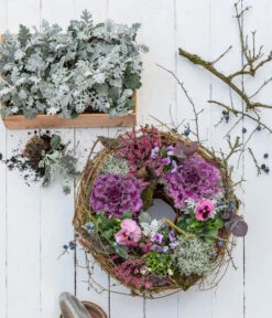 Midi Alpenveilchen, Verschiedene Sorten -Gardena Verkäufe 8826752 WE MO 001 ZierkohlKranzHerbststory