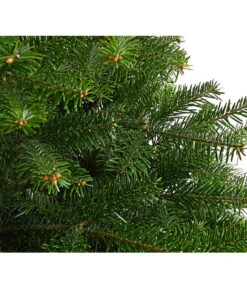 Nordmann-Tanne, B-Sortierung, Ca. 100-125 Cm, Im Topf Gewachsen -Gardena Verkäufe 8995706 WE DE 001 AbiesNordmannianaNordmanntanne100 125Container8LiterBSortierungDehnerExpressHerzig