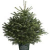 Nordmann-Tanne, Ca. 80-100 Cm, Im Topf Gewachsen