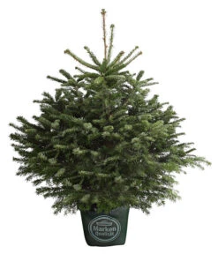 Nordmann-Tanne, Ca. 80-100 Cm, Im Topf Gewachsen