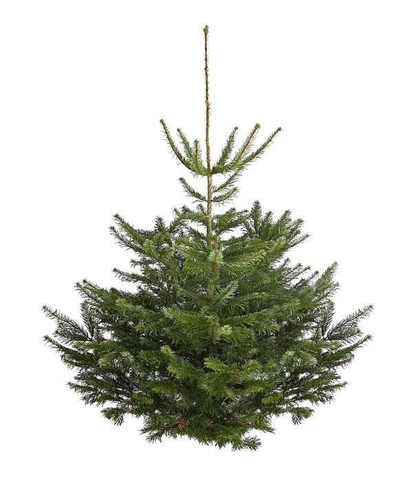 Nordmann-Tanne, Ca. 150-200 Cm, Gesägt 1 Nordmann-Tanne, Ca. 150-200 Cm, Gesägt