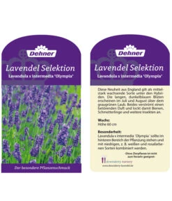 Lavendel 'Olympia' -Gardena Verkäufe LavendelOlympia