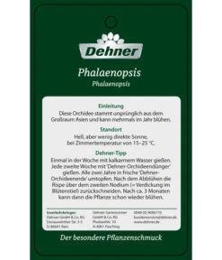 Schmetterlingsorchidee - Phalaenopsis Cultivars 'Twister' -Gardena Verkäufe PremiumPhalaenopsis Phala 04052016 2