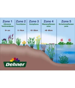 Wasserpflanzen-Set Biene, Verschiedene Sorten, 6er-Schale -Gardena Verkäufe WE DE 001 Teichzonen Wasserpflanzen Schild 1