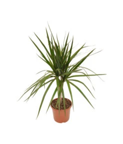 Zimmerpflanzen-Set Drachenhöhle, 4-teilig 11 Zimmerpflanzen-Set Drachenhöhle, 4-teilig -Gardena Verkäufe X008221137 BildFS 001 DrachenbaumSortenmixDracaenaMix