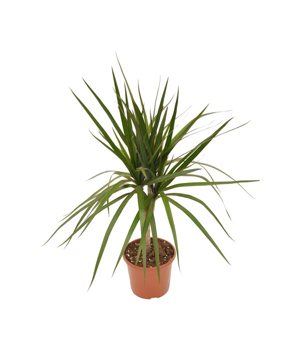 Zimmerpflanzen-Set Drachenhöhle, 4-teilig 3 Zimmerpflanzen-Set Drachenhöhle, 4-teilig – Bild 3