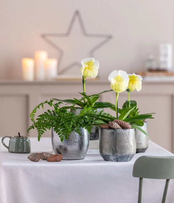 Gardena Verkäufe -Gardena Verkäufe 8251472 8224198 8466849 WE MO 001 FrauenschuhPaphio GC18 2022