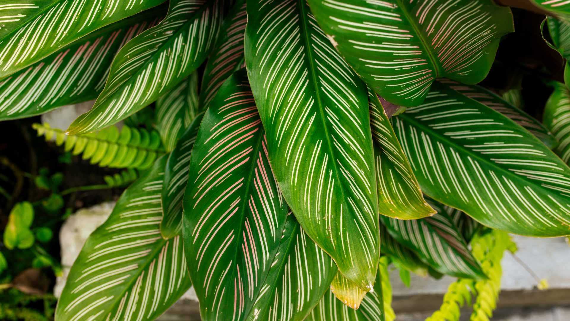 Gardena Verkäufe -Gardena Verkäufe Korbmarante Zimmerpflanzen